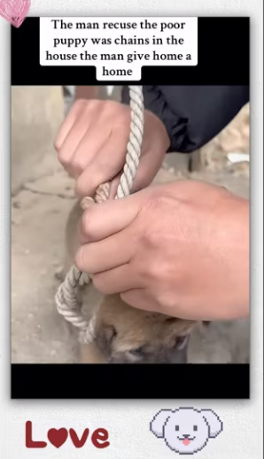 animal #help #save #love #foryou #pet #cool #fyp _part2