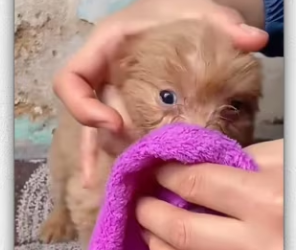 animal #help #save #love #foryou #pet #cool #fyp_part2