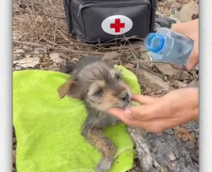 animal #help #save #love #foryou #pet #cool_part2