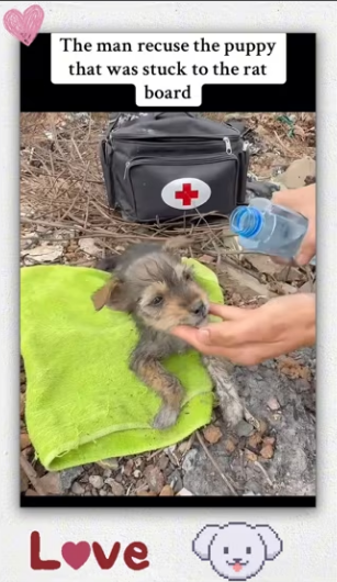 animal #help #save #love #foryou #pet #cool_part2