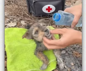 animal #help #save #love #foryou #pet #cool_part2