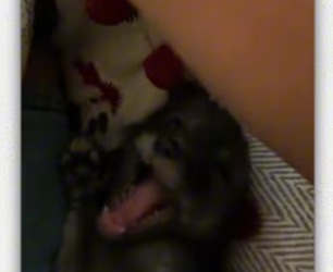 Girl picked up cat under car but it was actually_part2