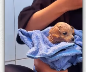 Girl save stray puppy shivering in rain then_part2