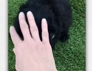 Man found poor dog abandoned in dumpster without_part2