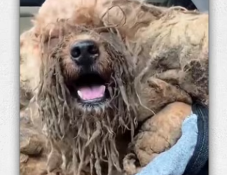 Man rescue dog on road then_part2