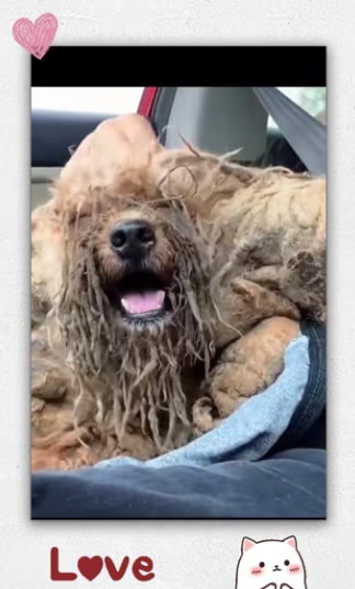 Man rescue dog on road then_part2