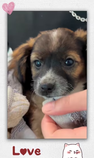 Man rescue puppy garbage truck_part2