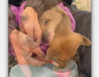 Man rescued dog was abandoned at roadside dump_part2