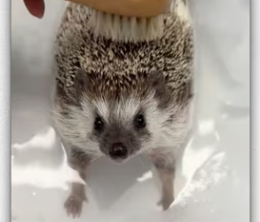 OMG If it wasn wonderful dog, it would have died_part2