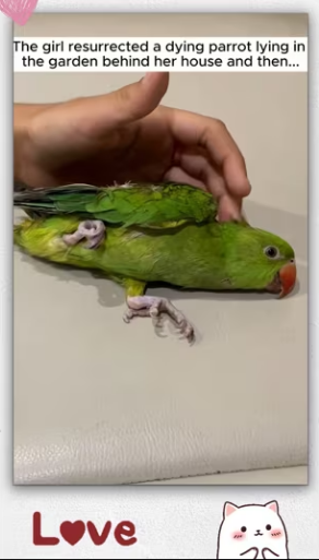 OMG if parrot hadn met her, there wouldn be cute_part2