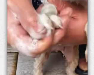 Police rescue puppy then_part2