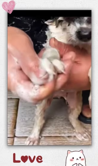 Police rescue puppy then_part2