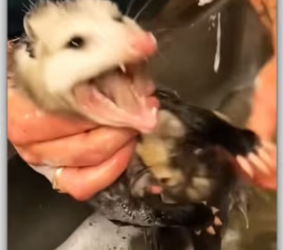 Process of caring pregnant mother opossum begins_part2