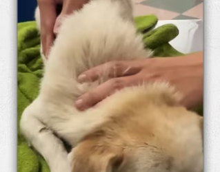 Rescue dog poisoned by food lying dying on side…_part2