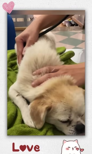 Rescue dog poisoned by food lying dying on side…_part2