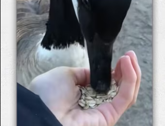Rescue goose an icy lake then_part2