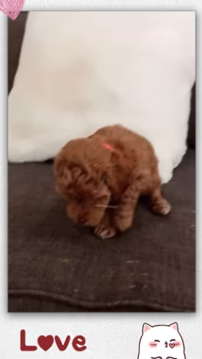 Rescue newborn puppy_part2