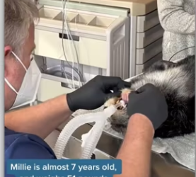 Rescue of pregnant mother otter_part2