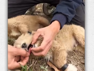 Rescue two dog on highway then_part2