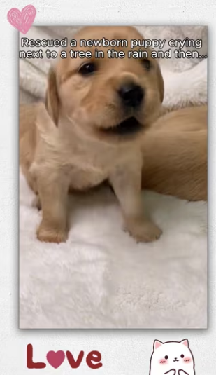 Rescued newborn puppy_part2