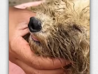 We found puppy trapped under drainage ditch then_part2