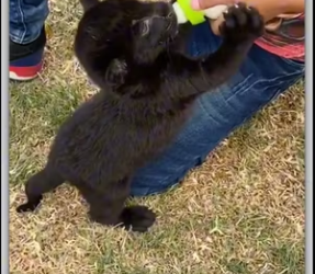 She didn know it was black panther_part2