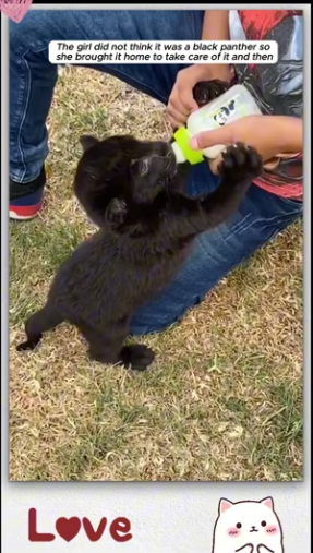 She didn know it was black panther_part2