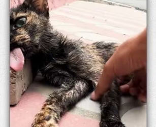 Thanks rescuing cat family but what happened to…_part2