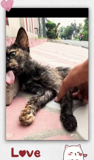 Thanks rescuing cat family but what happened to…_part2