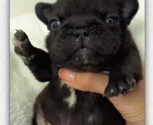 Wonder if other dogs are as lucky_part2