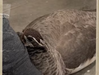 All he needed was some love #wholesome #wholesome_part2