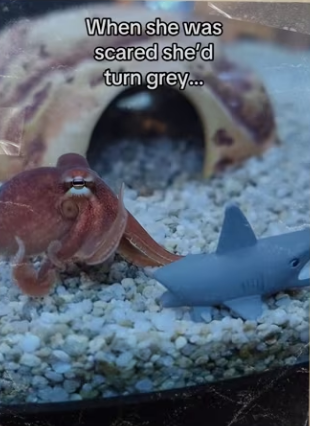 Circle moment #wholesome #octopus_part2