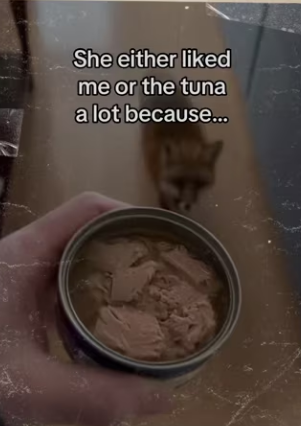 Coyote almost took her! #wholesome #animals_part2