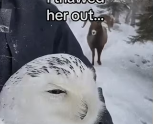 Does make me of group #wholesome #animals_part2