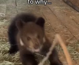 Going to start charging rent #wholesome #animals_part2