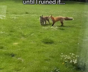 Had to help! #fox #animals #wholesome_part2