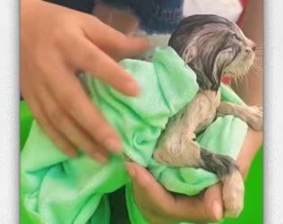 Woman rescues abandoned kitten._part2