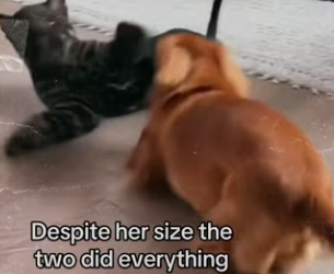 How adopted jaguar #wholesome #animals_part2