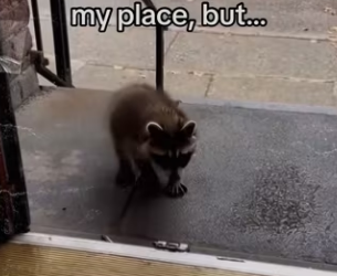 She thinks her mom! #wholesome #animals_part2