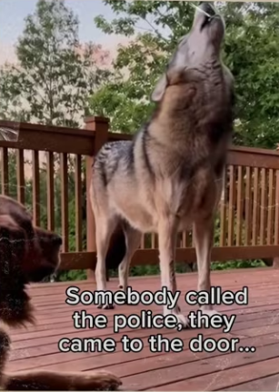 He called her home #dog #wholesome_part2