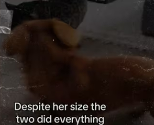 How adopted jaguar #wholesome #animals_part2