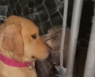 How my dog raised security guard #wholesome_part2