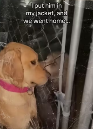How my dog raised security guard #wholesome_part2