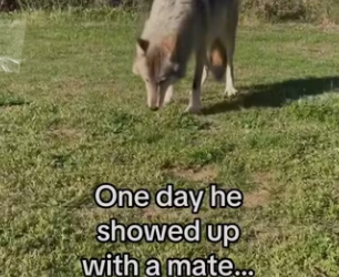 ll always have them #wholesome #wolf #animals_part2