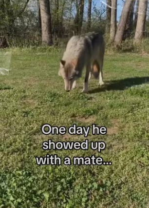 ll always have them #wholesome #wolf #animals_part2