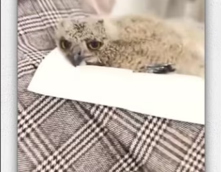 Dogs found baby bird adopted it._part2