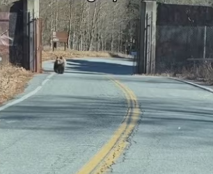 Nature knows #wholesome #bearsoftiktok_part2