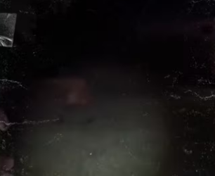 Orange cat #orangecat #wholesome_part2