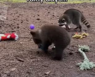 Racoon saves day_part2