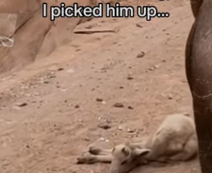 Ram saves its baby #animals #wholesome_part2